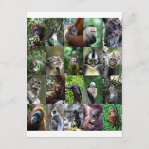 Affen-Primate-Montage Postkarte