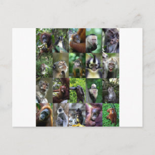 Affen Primaten Montage Postkarte