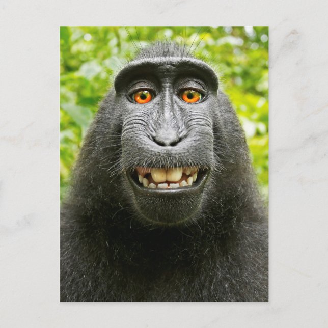 Affen-Selfie Postkarte (Vorderseite)