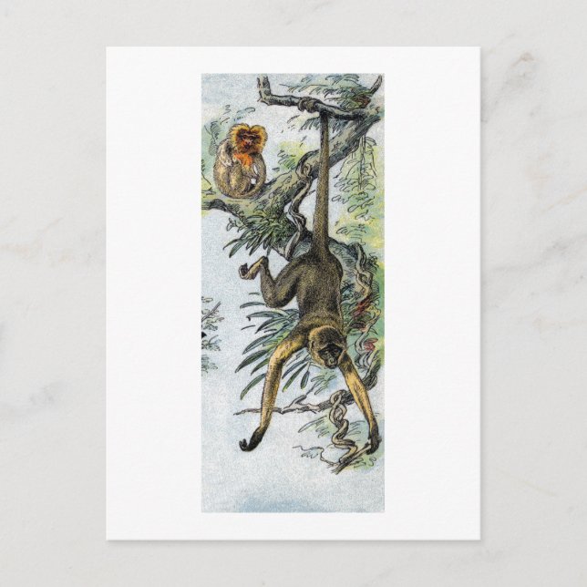 Affen - Spinne & Tamarin Postkarte (Vorderseite)