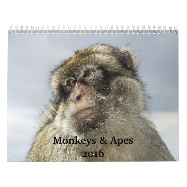 Affen und Affen - Kalender 2016 (Titelbild)