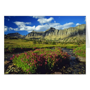 Affenblumen am Logan Pass im Glacier National