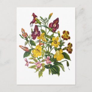 Affenblumen Postkarte