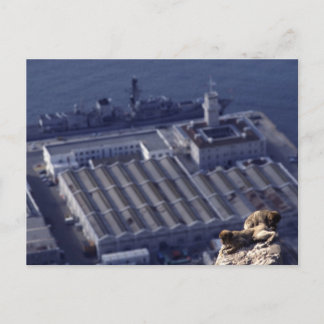 Affengeschäft in Gibraltar Postkarte