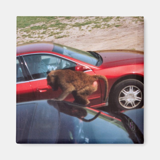 Affengeschäft Magnet (Vorne)