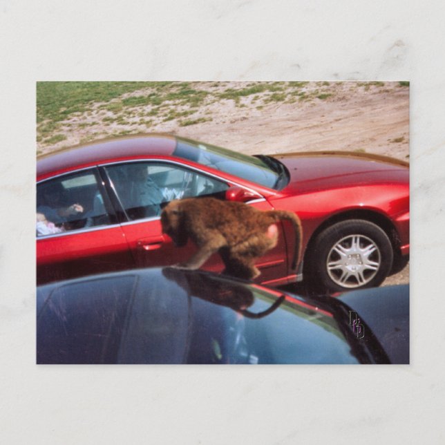 Affengeschäft Postkarte (Vorderseite)