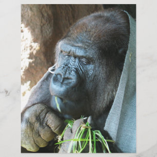 Affenhaube ~ Japanischer Gorilla beim Essen Flyer
