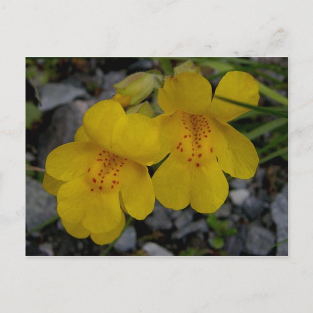 Affeninsel Unalaska Blume Postkarte (Vorderseite)