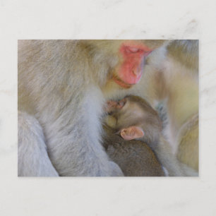 Affenmütterverbindung Postkarte