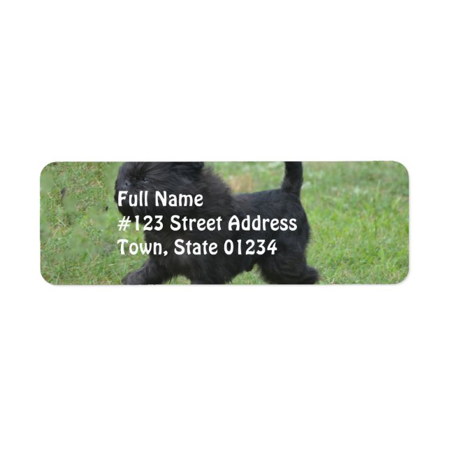 Affenpinscher (Vorne)