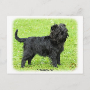 Affenpinscher 9R095D-093 Postkarte