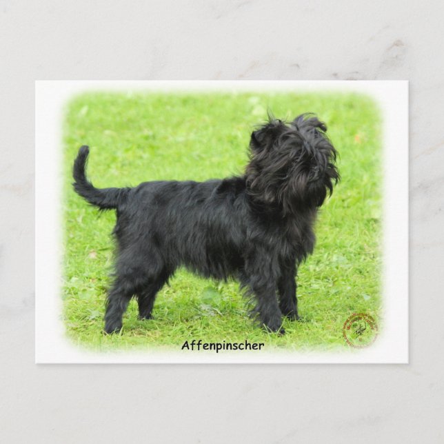 Affenpinscher 9R095D-093 Postkarte (Vorderseite)