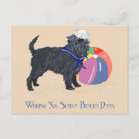 Affenpinscher am Strand