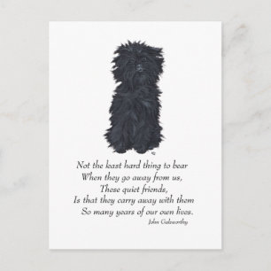 Affenpinscher Andenken Postkarte