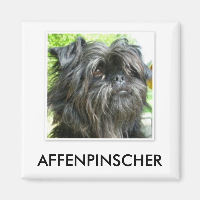 Affenpinscher Magnet (Vorne)