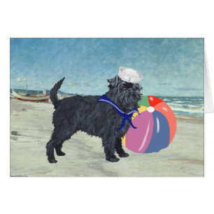 Affenpinscher Sailor