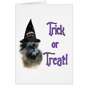 Affenpinscher Trick