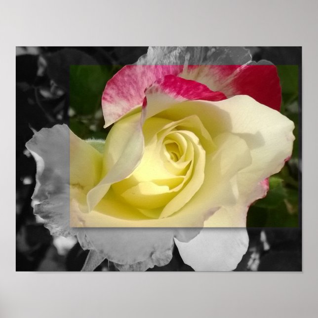 AFFICHE 14x11, fleur jaune (Devant)