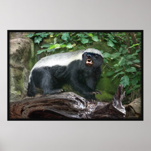 Affiche -60x40 de blaireau de miel - autre classe