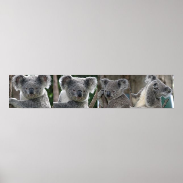 Affiche Adoptez un koala d'Australie (Devant)