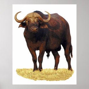 Affiche africaine 32 x 40" de Buffalo d'eau