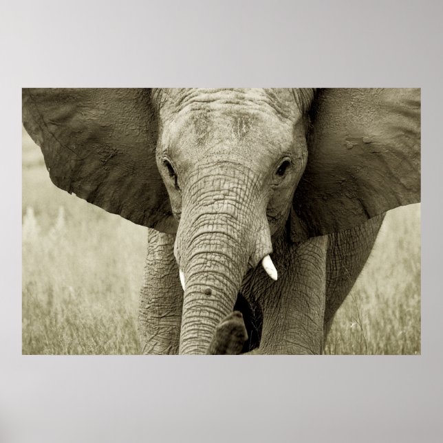 Affiche africaine Elephant, photo (Devant)