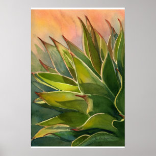 Affiche Agave attenuata