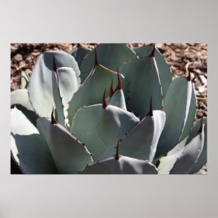 Affiche Agave parryi