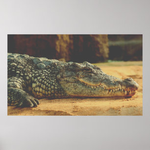 Affiche Alligator