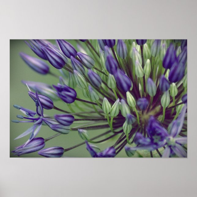 Affiche Allium (Devant)