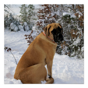 Affiche anglaise de pose de neige de mastiff