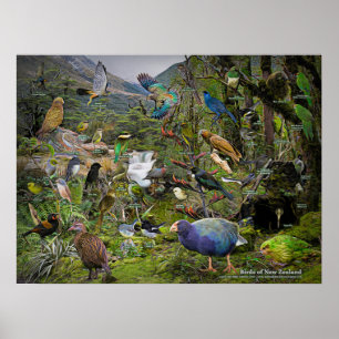 Affiche artistique aux oiseaux de Nouvelle-Zéland