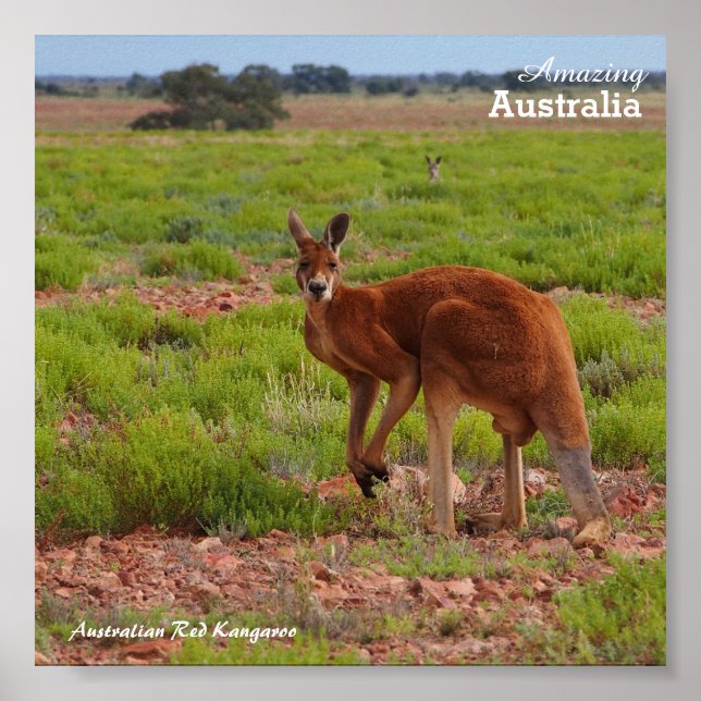Affiche australienne Red Kangaroo (Devant)