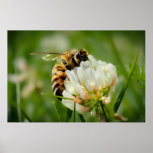Affiche "Bee-autifull"