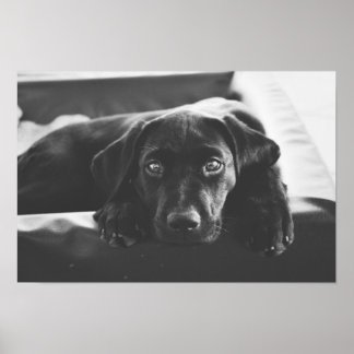 affiche Black Labrador