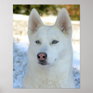 Affiche blanche de chien de traîneau sibérien