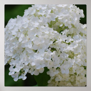 Affiche blanche d'hortensia