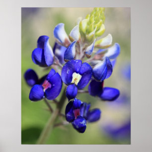 Affiche Bluebonnet du Texas