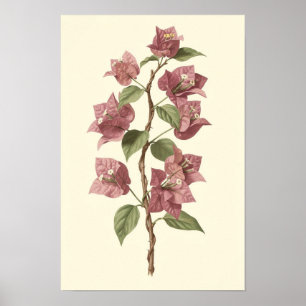 Affiche botanique de la vigne de bougainvillée