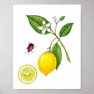 Affiche botanique du fruit citron à l'aquarelle