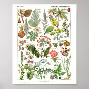 Affiche botanique française vintage