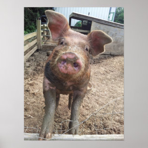 Affiche boueuse de porc drôle