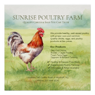 Affiche Brillante de Ferme de Poulets