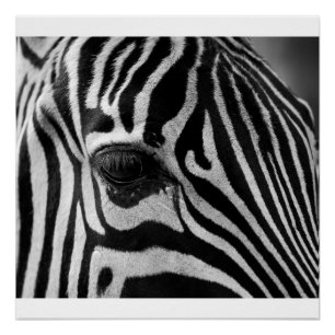 Affiche brillante de photo noire et blanche