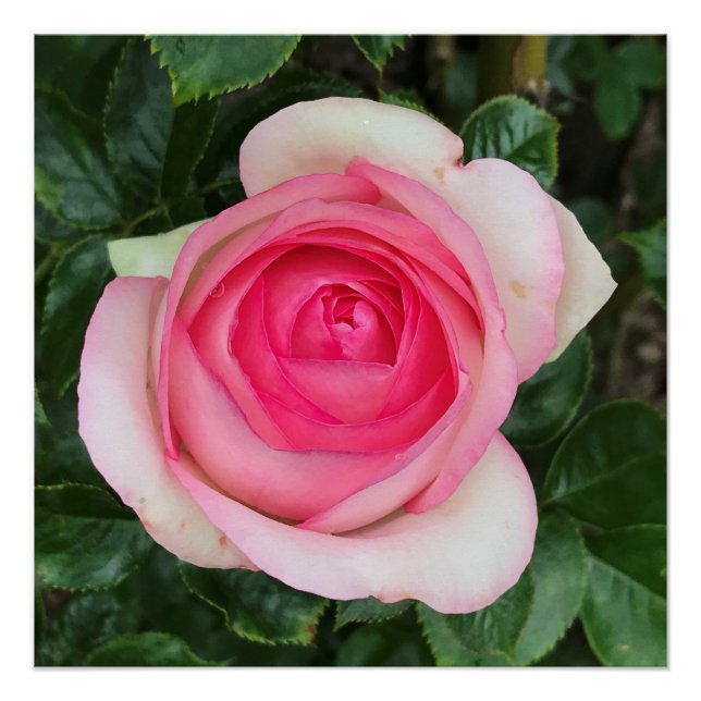 Affiche brillante Rose rose (Devant)