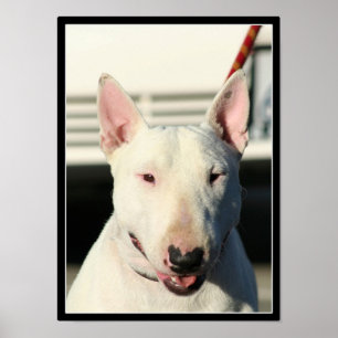 Affiche Bull Terrier