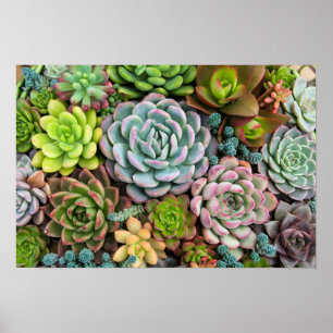 Affiche Cactus Succulents