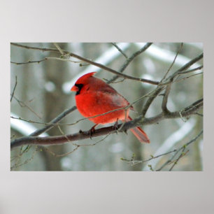 Affiche cardinale rouge d'hiver
