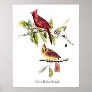 Affiche Cardinaux boréaux d'Audubon