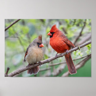 Affiche Cardinaux du Nord - Mates for Life